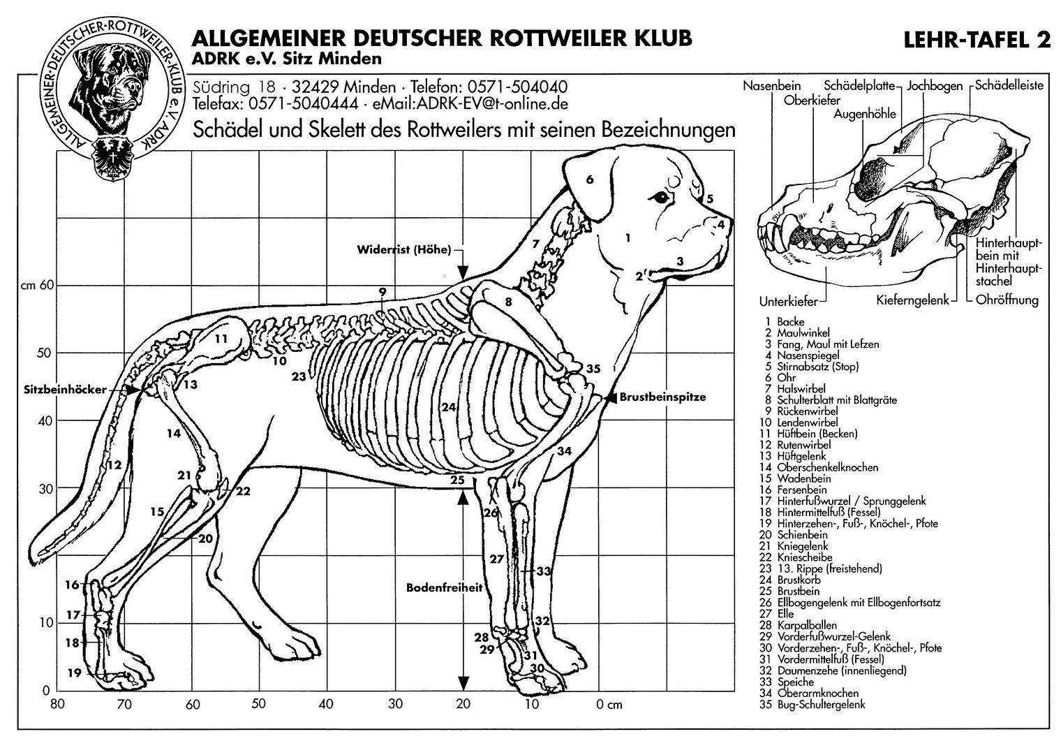 Lehrtafeln_2_Skelett